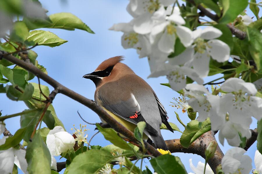 Cedar Waxwing Photograph by Alden White Ballard