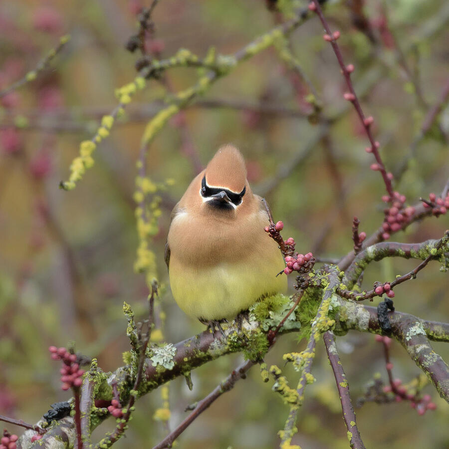 Cedar Waxwing with Attitude Photograph by Nancy Gleason