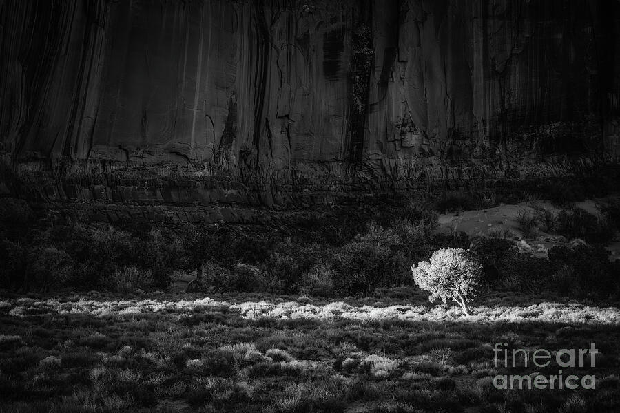 Solitary Tree in Desert Landscape Photograph - Center Stage by Dodie Ross