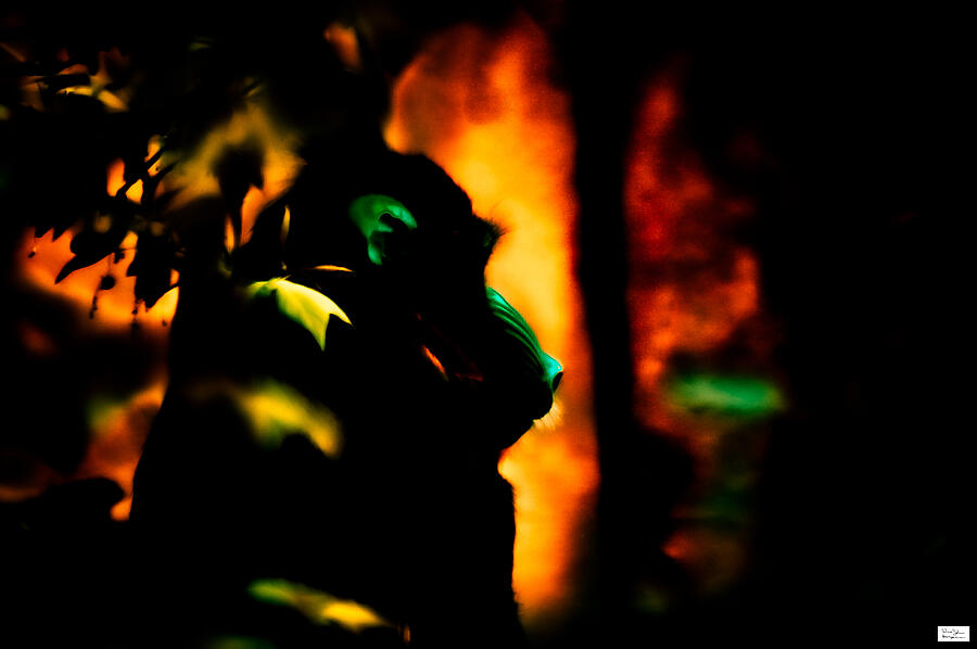 Silhouette of a Mandrill in Jungle Photograph - CgyZoo- Silhi Mandrill by Alex John Bergerman