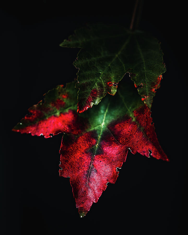 Change Photograph by Rich Kovach