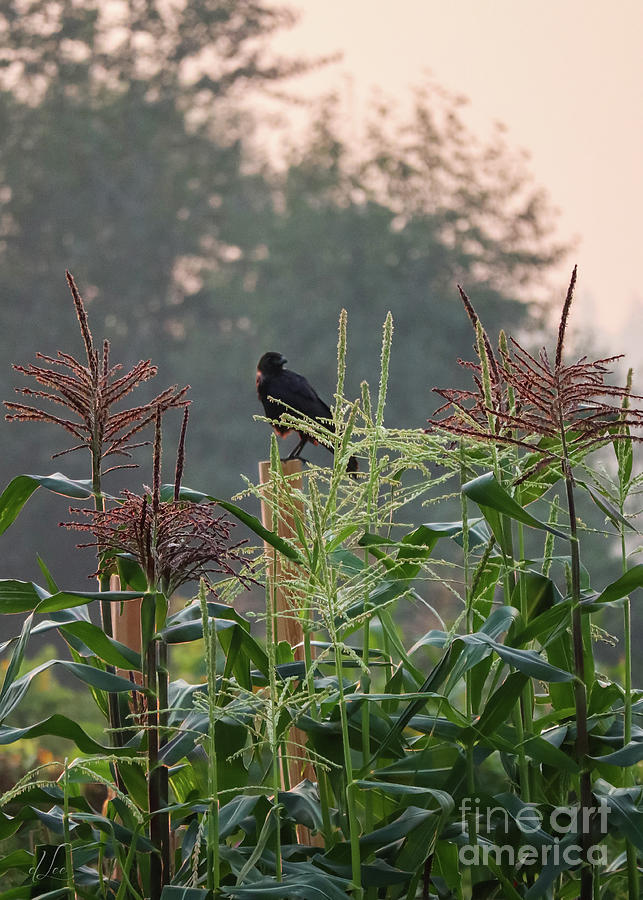Checking out the Maize Photograph by D Lee