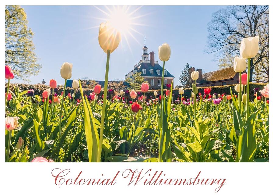 Cheerful Tulips at the Palace Garden - Postcard by Rachel Morrison