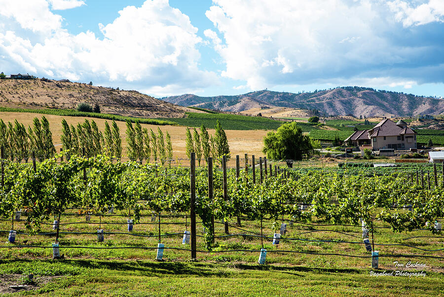 Chelan Vineyard in September Photograph by Tom Cochran