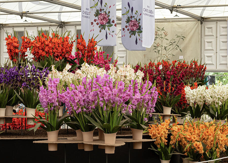Chelsea Flower Show 2022 Photograph by Shirley Mitchell