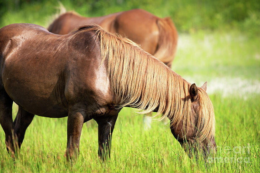 Chestnut horse grazing in a meadow Photograph by Rehna George