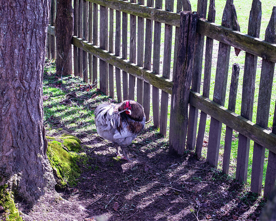 Chicken By A Picket Fence 1 Photograph by Flees Photos