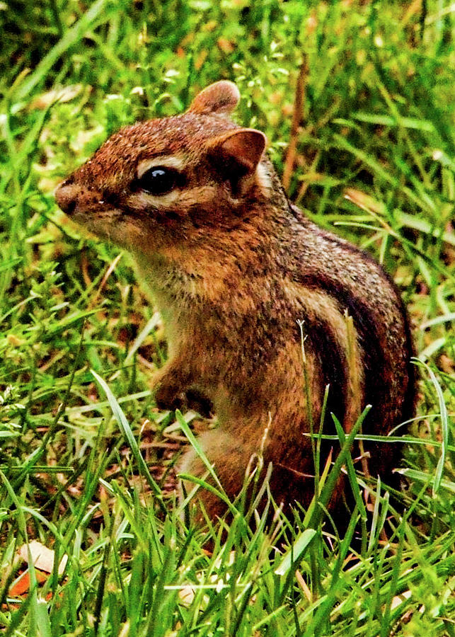 Chipmunk Photograph by John Linnemeyer