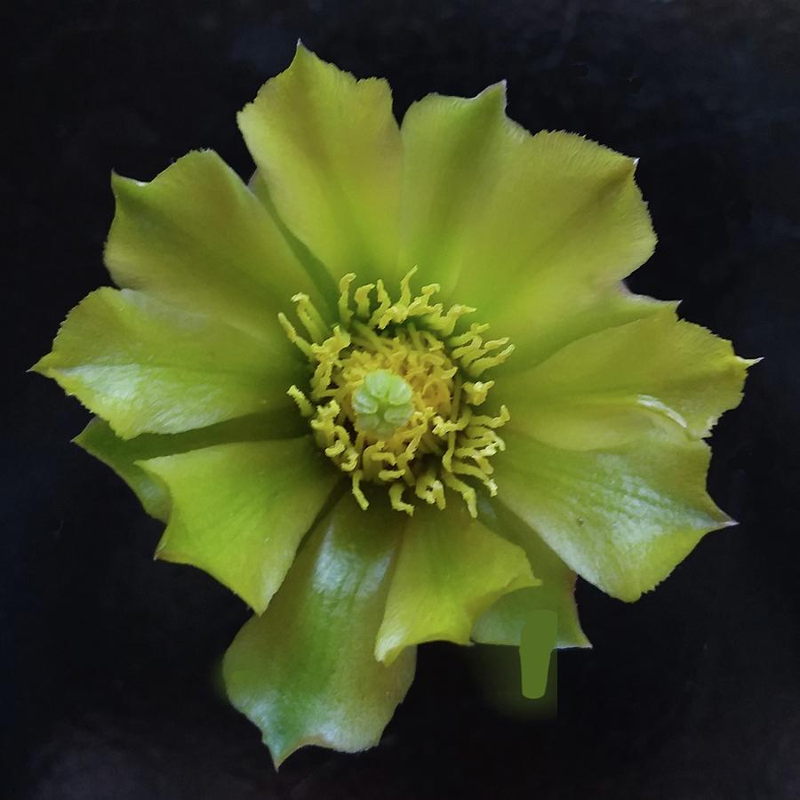 Cholla Cactus Photograph by Joy Garso