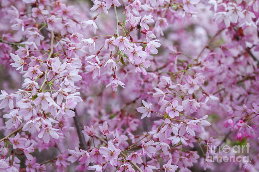 Chorus of Pink Blossoms Photograph by D Lee