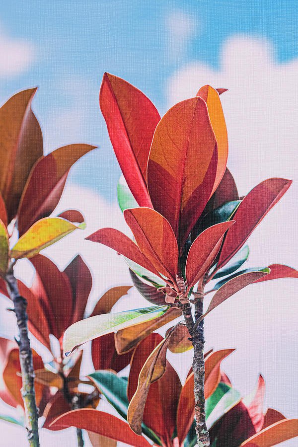 Circus in the Sky Photograph by Shannon Williams