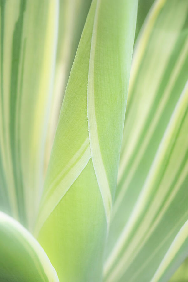Close-Up of Green Leaves Photograph - Close-Up of Agave Leaves by Elvira Peretsman