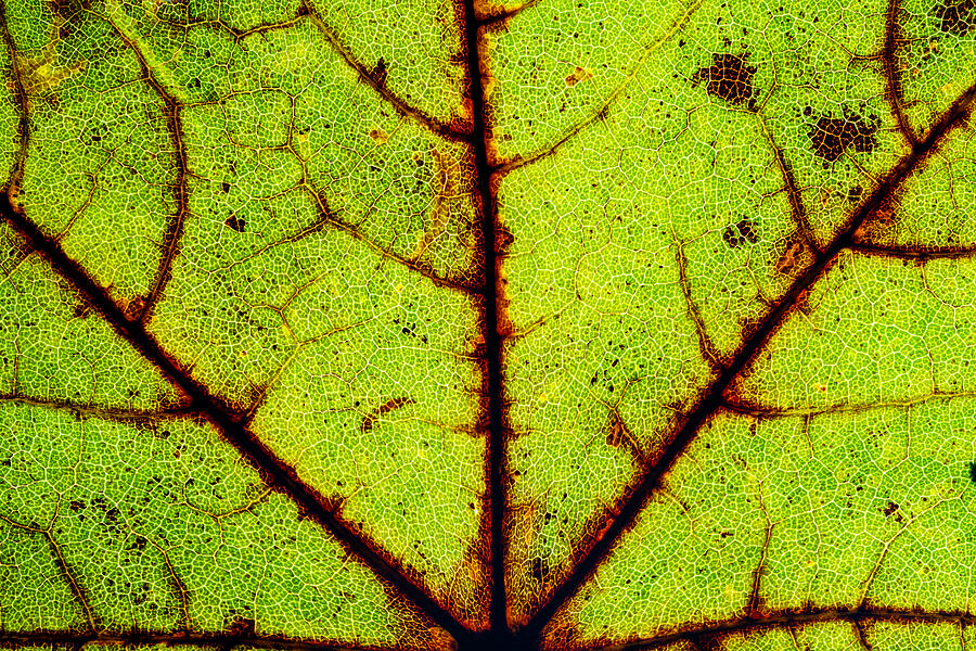 Close-Up of Leaf Veins Photograph - Rusty Leaf by Chad Thunberg