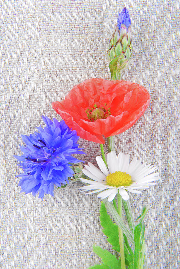 Close Up Of The Poppy And Cornflower Photograph by Severija Kirilovaite