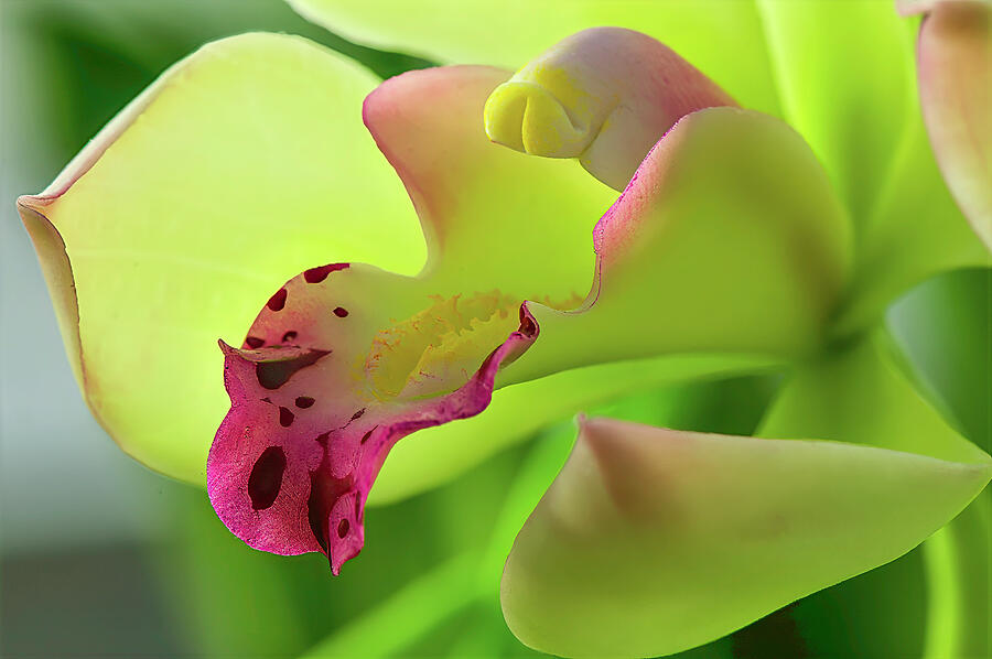 Close-Up of Vibrant Orchid Bloom Photograph - Close-Up of Vibrant Orchid Bloom by Michael Collins