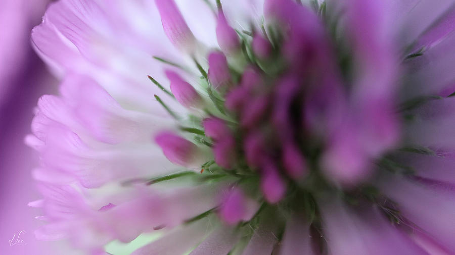 Closeup of a Red Clover Photograph by D Lee