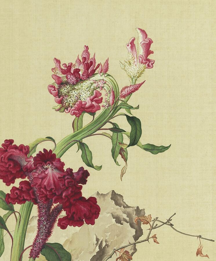 Cockscomb by Giuseppe Castiglione Painting - Cockscomb - Chinese flower paintings by Giuseppe Castiglione by Giuseppe Castiglione Lang Shining