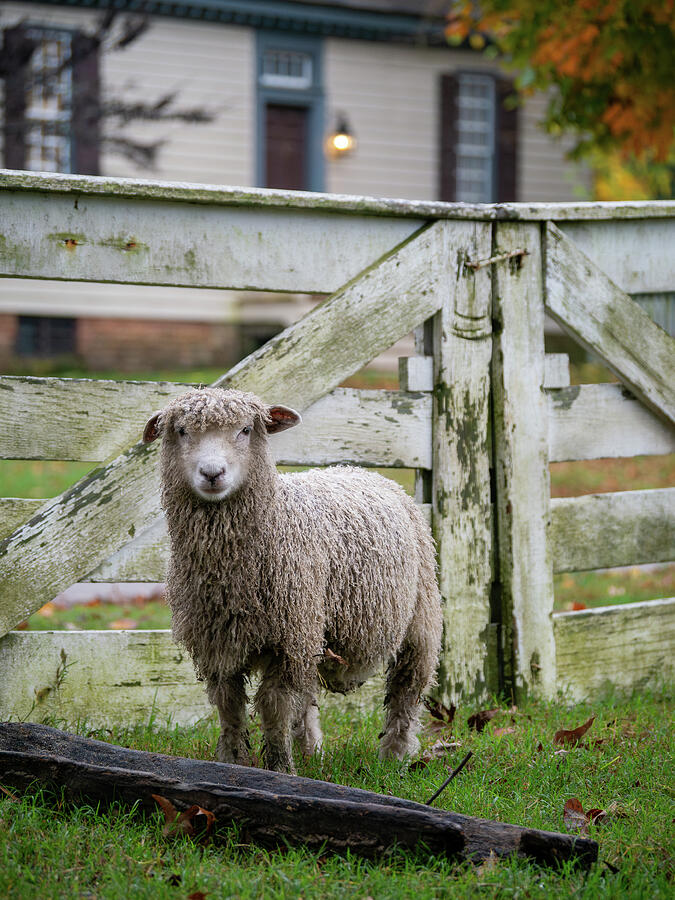 Colonial Sheep in Autumn Photograph by Rachel Morrison