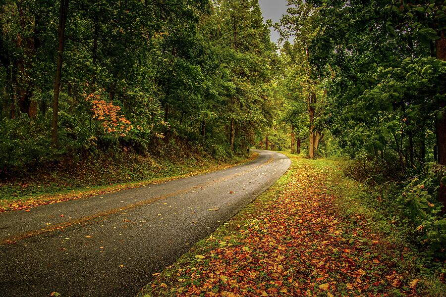 Color Carpet Photograph by Deb Beausoleil
