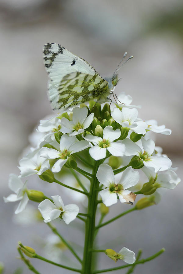 Color Coordinating Butterfly Photograph by Sunniye Buesing