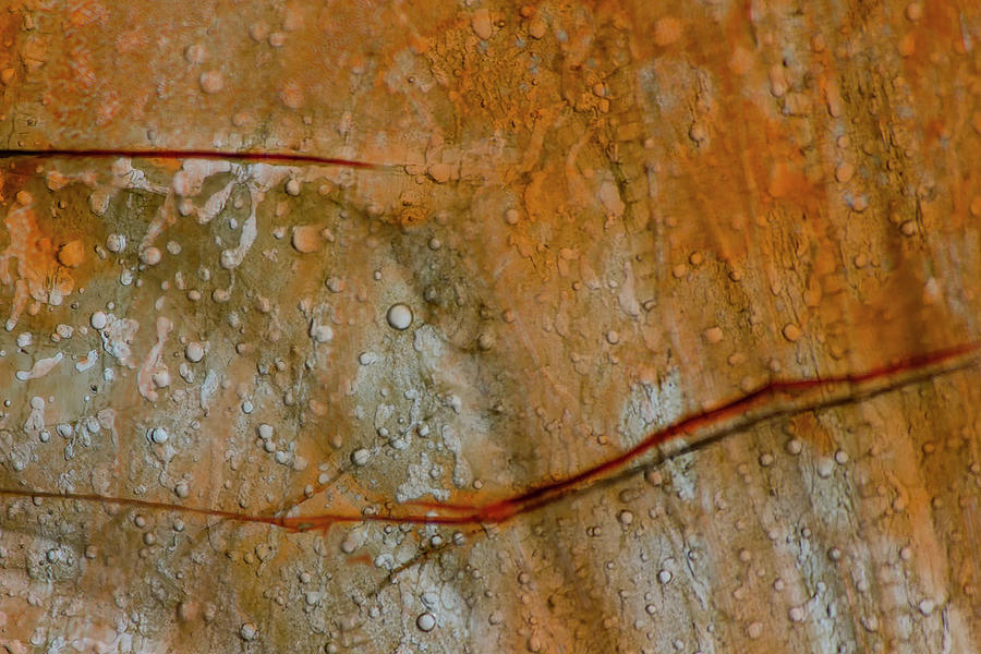 Colored Thin Ice Abstract Photograph by Charles Floyd