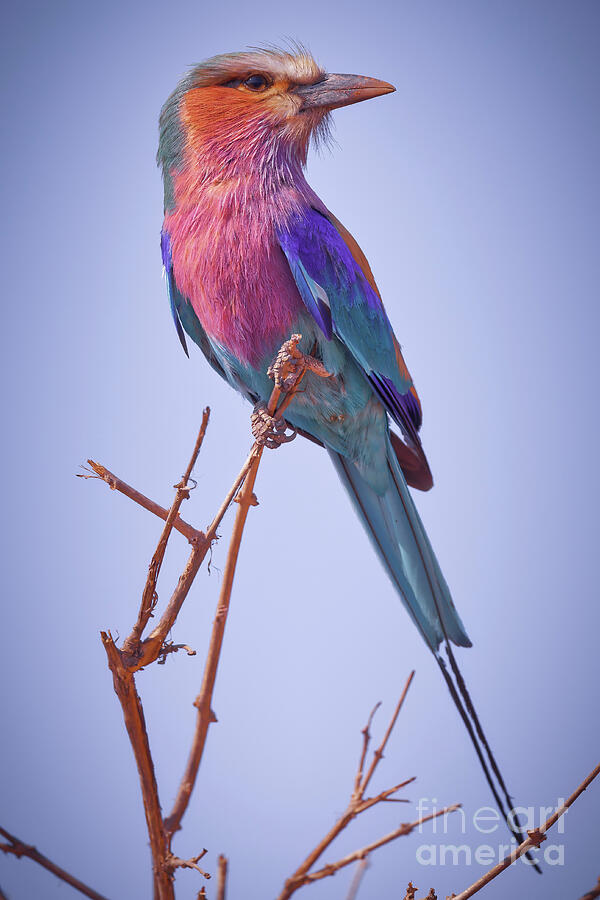 Colorful Bird on a Branch Photograph - Lilac Breasted Roller on a Branch by Natural Focal Point Photography
