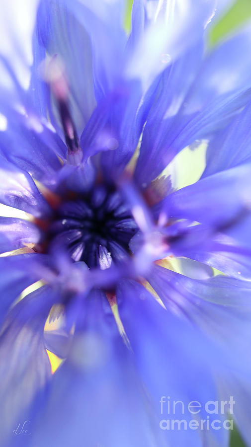 Colorful Cornflower Firework Photograph by D Lee