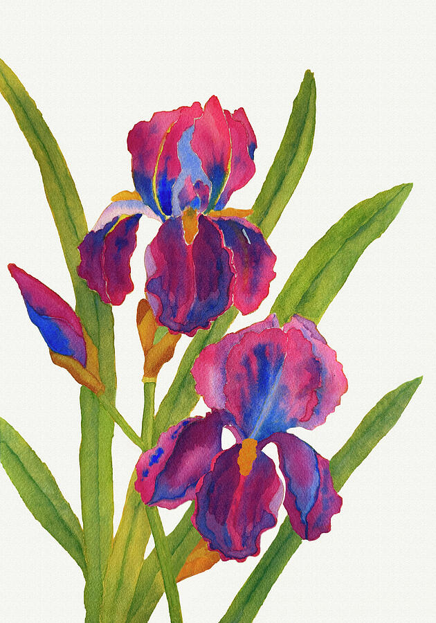 Colorful Irises in Bloom by Deborah League