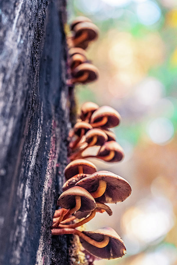 Colorful Mushrooms on a Tree in the Hoh Rain Forest, Olympic National Park, Washington Photograph by Shannon Williams