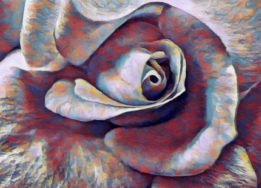 Colorful Rose Close-up Photograph - Colorful Rose Close-up by Barbara Siegel