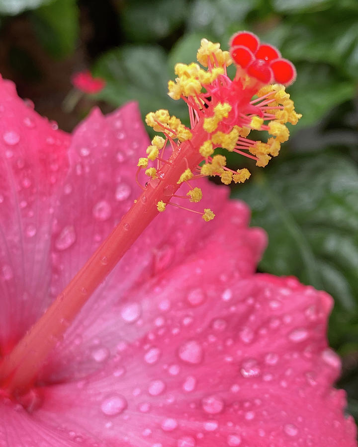 Colorful Stamen Photograph by Robert Allen Hill