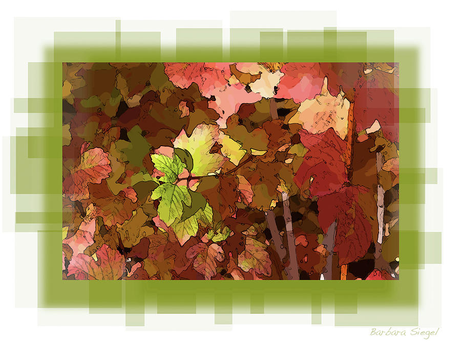 Colors Photograph by Barbara Siegel