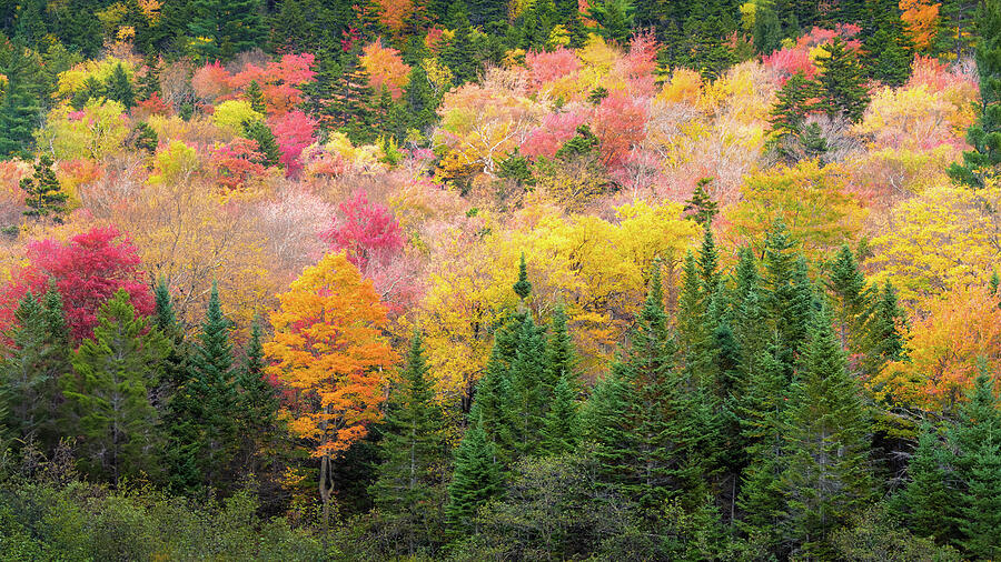 Vibrant Autumn Forest Photograph - Colors of Fall by Dave King