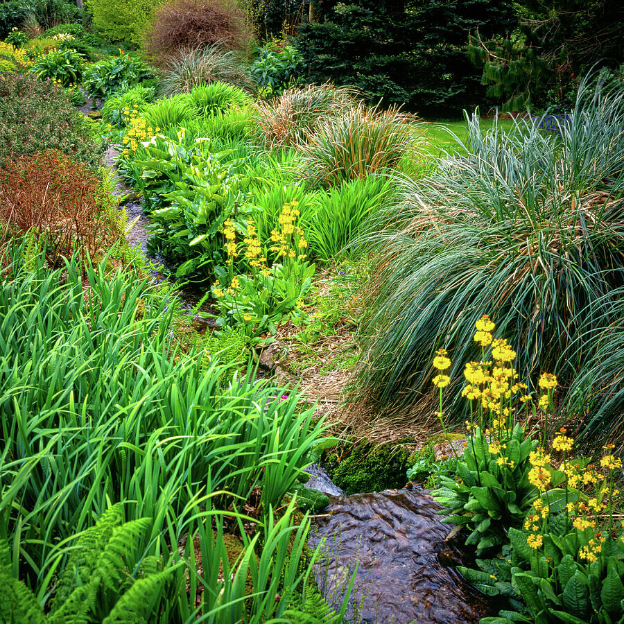 Lush Garden with Stream Photograph - Colourful garden stream feature by Seeables Visual Arts