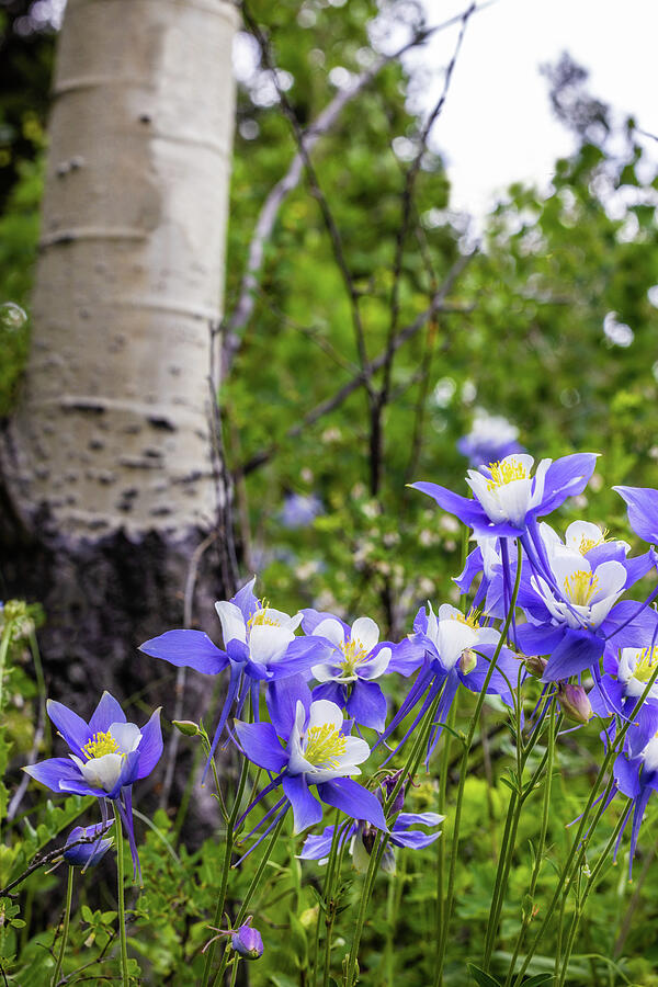 Columbines in Colorado Photograph by Kevin Schwalbe