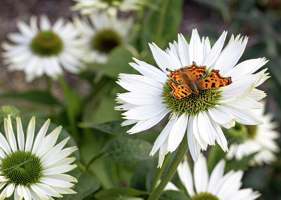 Comma Butterfly on White Daisy Photograph by Shirley Mitchell