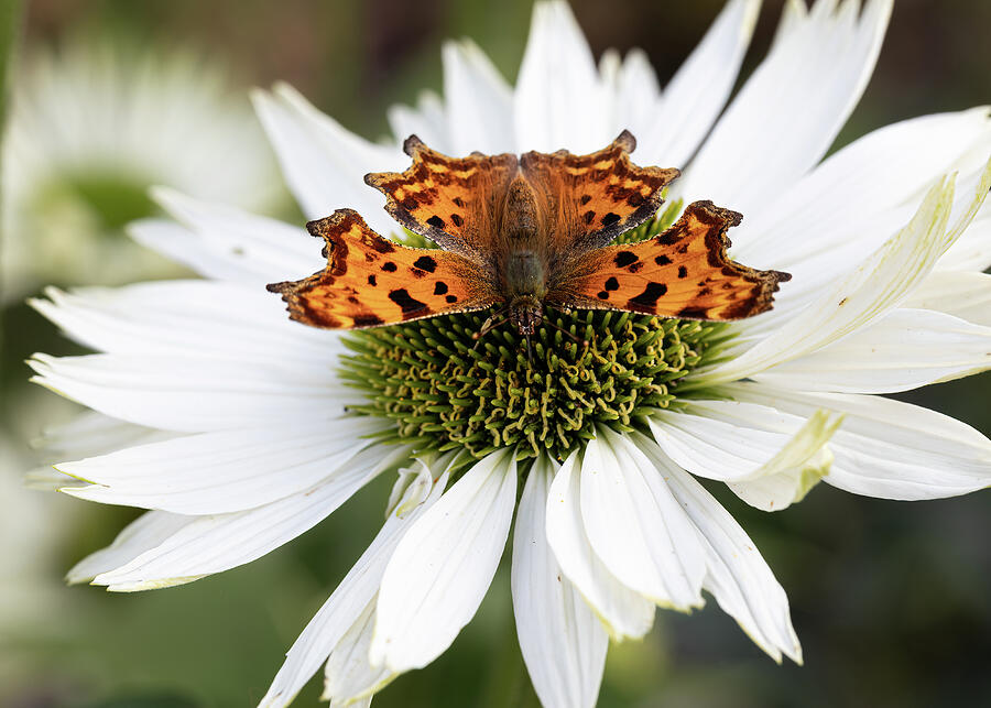 Comma Butterfly on White Flower Photograph by Shirley Mitchell