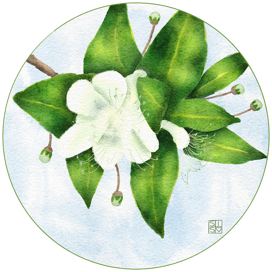 Common Myrtle in Bloom Digital Art by Snow Iris Studio