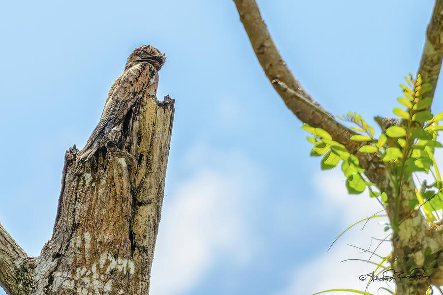 Common Potoo Photograph by Steven Dos Remedios