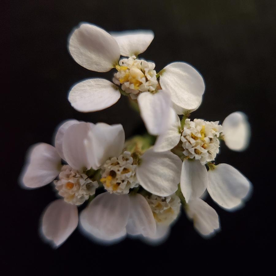 Common Yarrow Photograph by Joy Garso