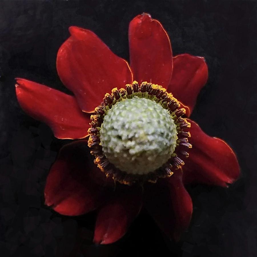 Coneflower Photograph by Joy Garso