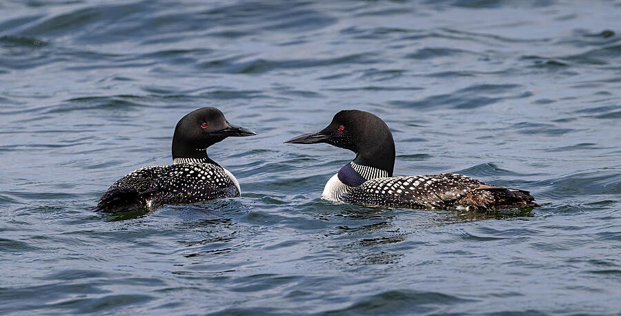 Pair of Loons on a Lake Photograph - Connected by Water by Kevin Schwalbe