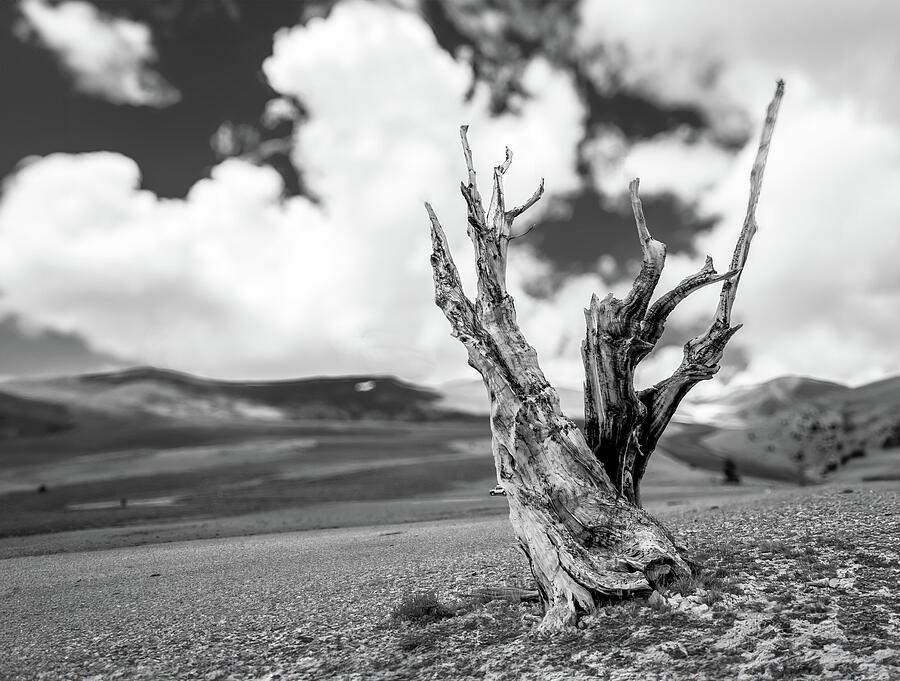 Consulting the Bristlecone Talisman Photograph by Joe Schofield