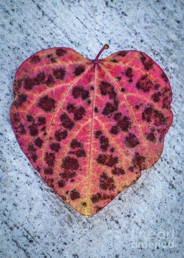 Conversations from the Heart Photograph by D Lee