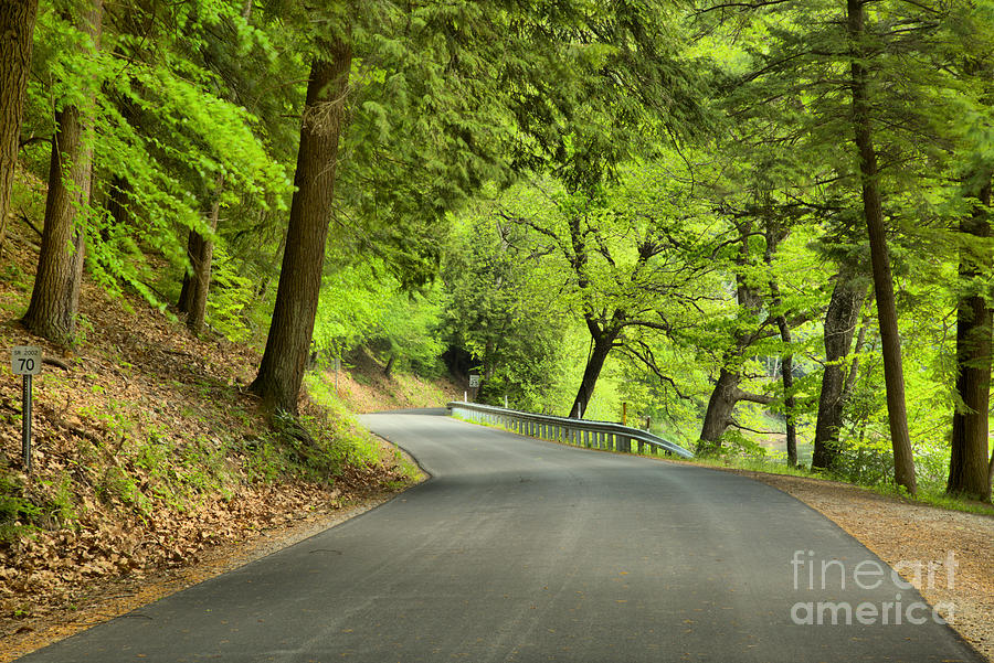 Cook Forest Scenic Drive Photograph by Adam Jewell