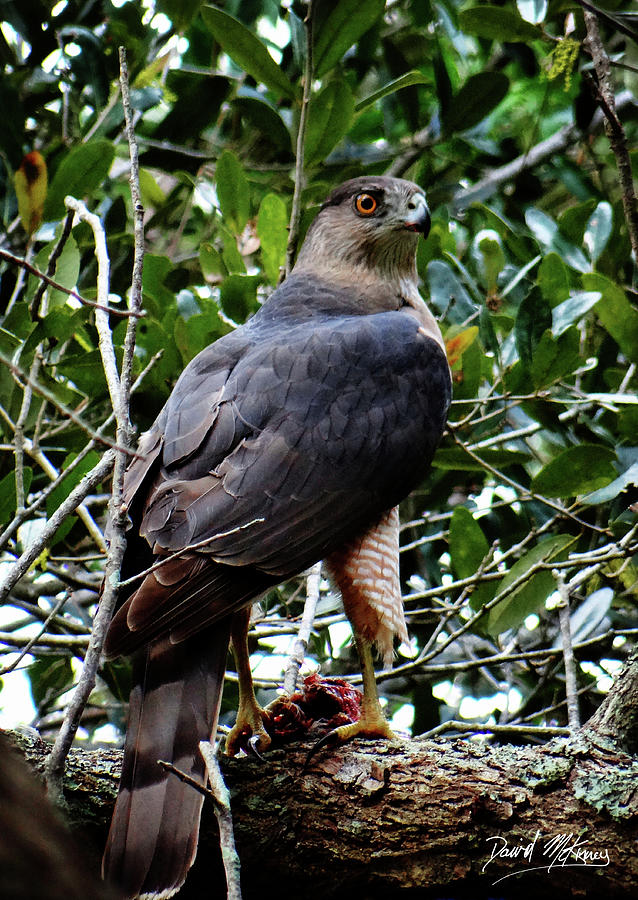 Coopers Hawk Photograph by David McKinney