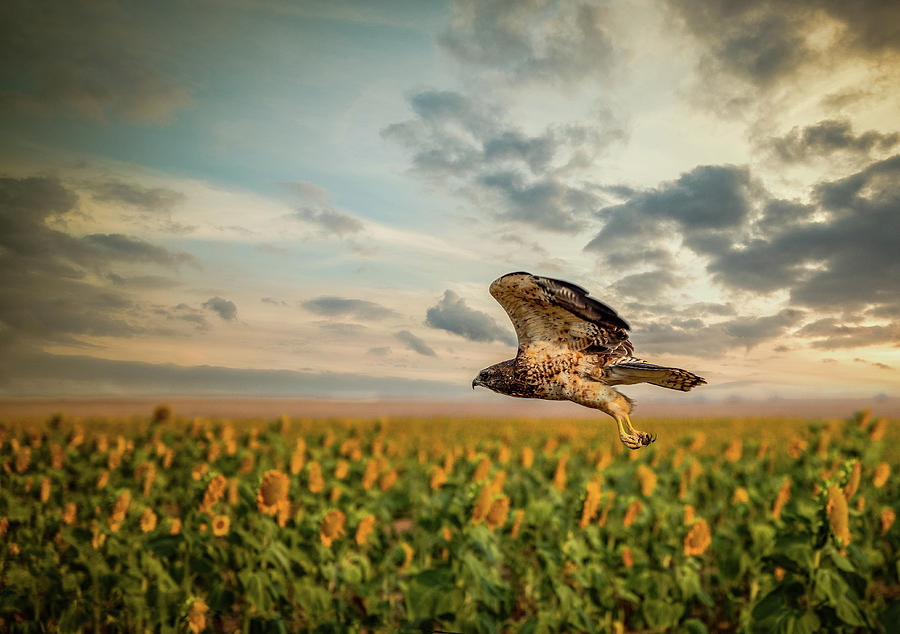 Coopers Hawk in Flight Photograph by Kevin Schwalbe