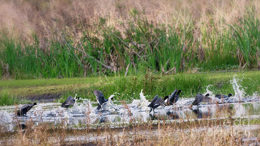 Coots Skipping Across The Water Photograph by Mary Lou Chmura