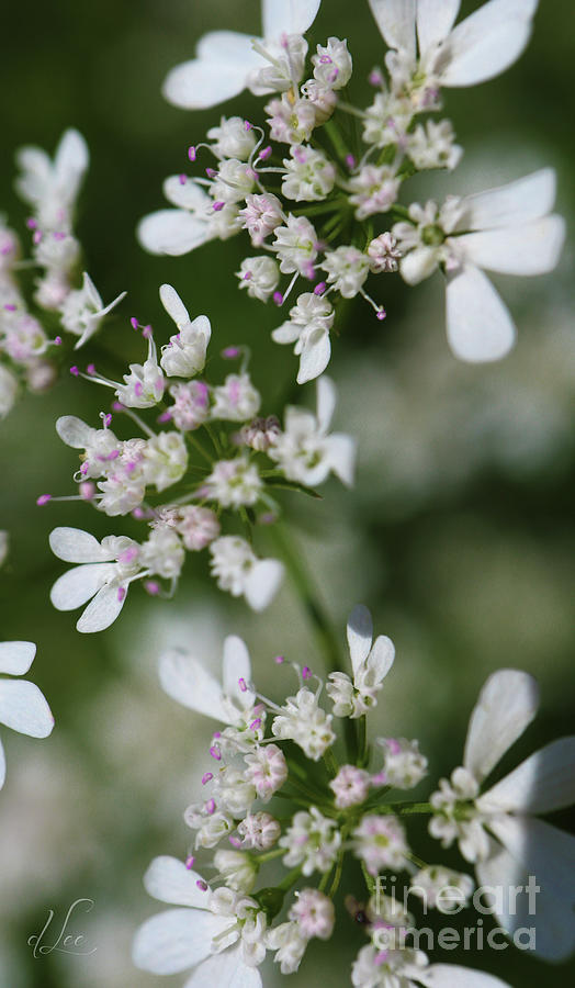 Coriander Blooms Photograph by D Lee