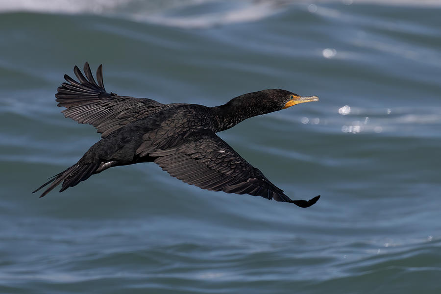 Cormorant Wingspread Glide 1 Photograph by RD Allen